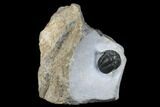 Rare, Ptychopyge Linarsoni Trilobite - Slemestadt, Norway #181846-3